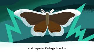 How moths inspired new soundproofing metamaterials