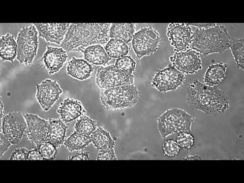 Cancer Cells Killed - Dr Tim Bates | University of Lincoln