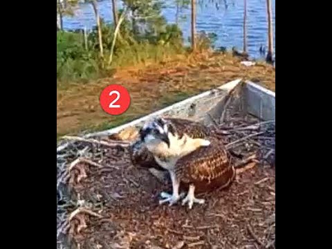 Wolf Bay Ospreys FL  08 09 24 814am Josie & Elbert's #2 osprey finally got her🐟 fish