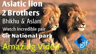 Asiatic lion Brothers Incredible pair (Bhikhu & Aslam) in Devaliya forest near Gir natioanal park