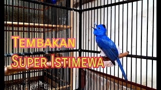 Download lagu Kehicap Ranting Gacor ISTIMEWA mp3