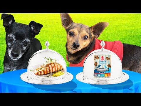 REAL FOOD VS. DOG FOOD CHALLENGE! (Pawzam Dogs) Video
