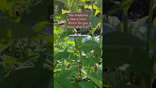African Herbal Medicine - Tree with Bitter Leaves