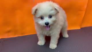 ハーフ犬の動画01