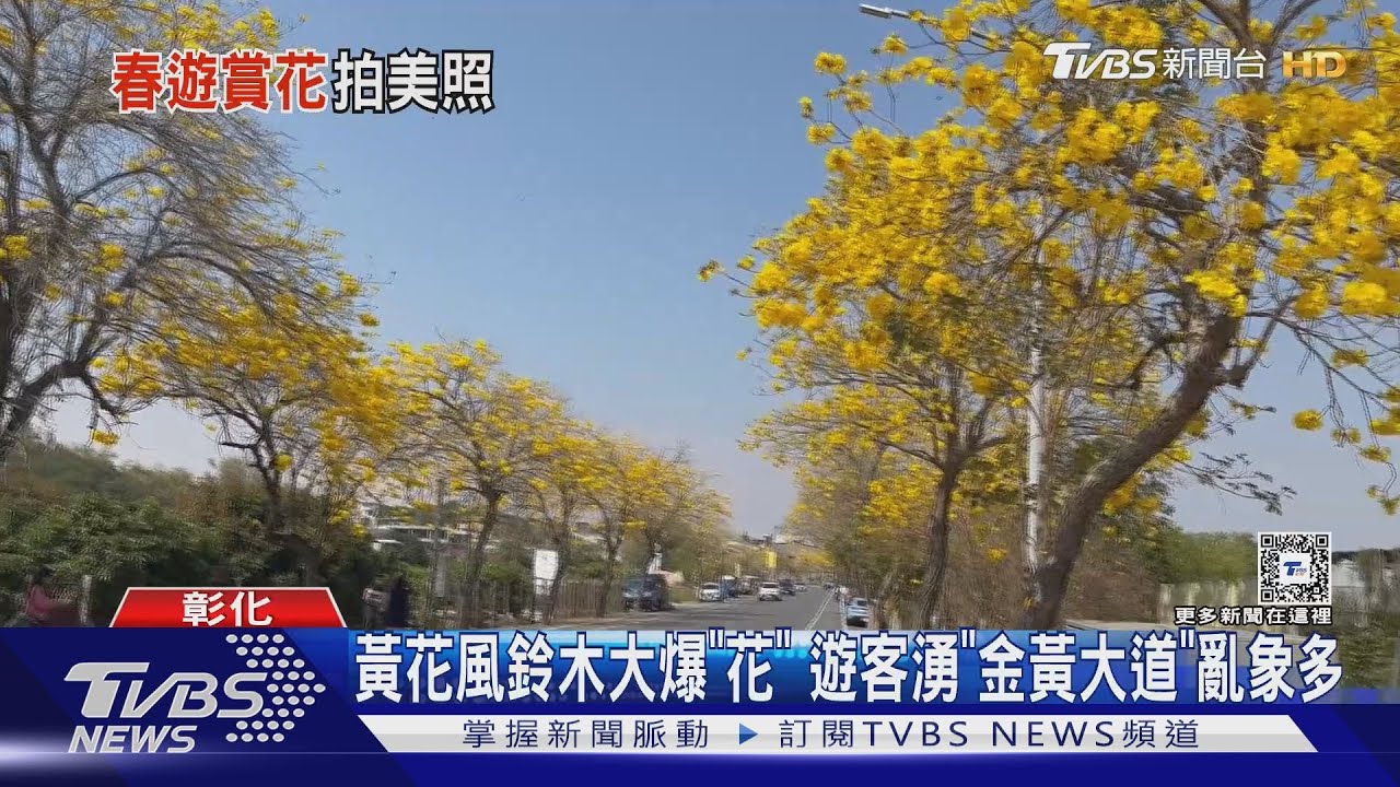 黃花風鈴木大爆「花」　遊客湧「金黃大道」亂象多