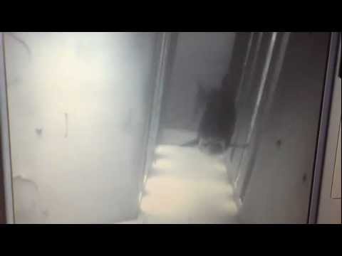 Huge Salmon in Jockfall Kalix River