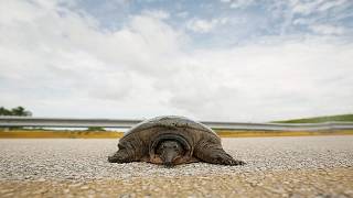 Genesene Suppenschildkröte Jurassic kehrt in den Atlantik zurück