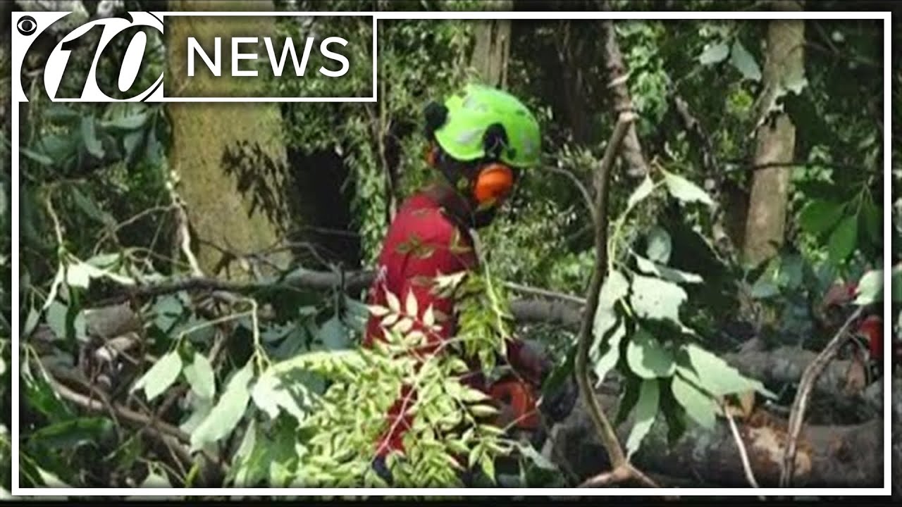 You need a permit to trim these trees. Here's what you can do before Dorian.