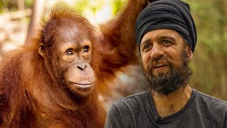 Volunteers Review Their Experience at the Nyaru Menteng Orangutan Sanctuary