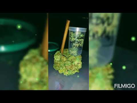 Dmon Tha Bop & Yh " Trick "