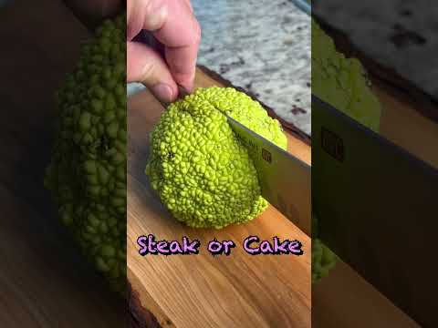 Cutting open a monkey brain 🧠 #shorts