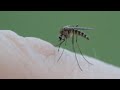 What's the difference in West Nile viruses?