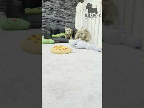 Video 4