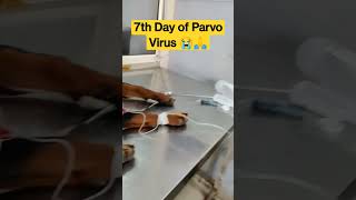 7th day of parvo virus 😭🙏| recovering 🙏| #rottweiler #dog #shorts