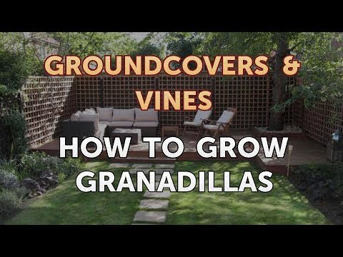 How to Grow a Trumpet Vine