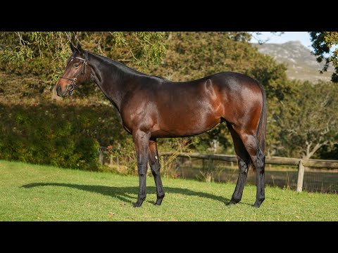 Lot 350  Elusive fort ex Darling Moon