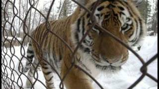 John Trudell &amp; Bad Dog - Out of The Cage