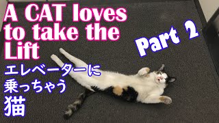 エレベーターに乗る猫☆ためらい編☆ A cat loves taking the lift! Part 2