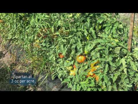 , title : 'Herbicide Programs for Purple Nutsedge Management in Tomatoes'