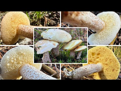 Elfenbeinröhrling essbar? | Verwechslung & Pilzportrait | Weymouthsröhrling, Suillus placidus