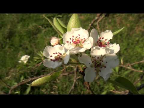 Panorama Valea Almajului