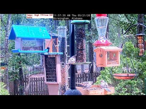 Live Alabama Feeder and Ground Cam  dove vs juvie mockingbird