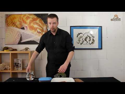 Leopard Gecko Tutorial Part 3 - Caves and Wet Boxes