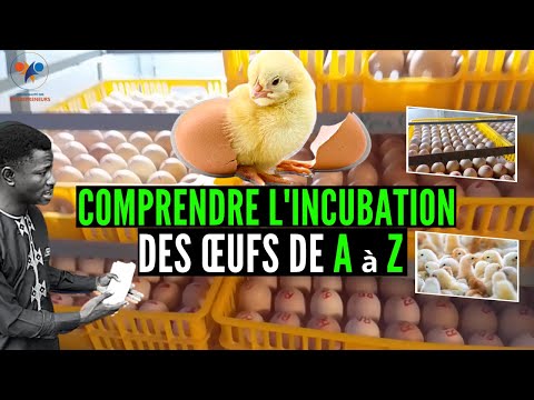 , title : '7 étapes clés POUR L'INCUBATION des œufs de poulets Goliath (élevage de poulet goliath et local)'