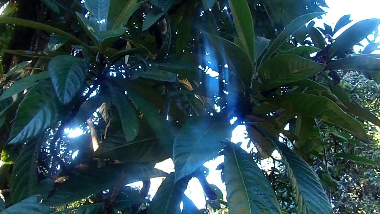 Conheça os grandes benefícios do chá-de-folha da ameixa amarela  ou nêspera