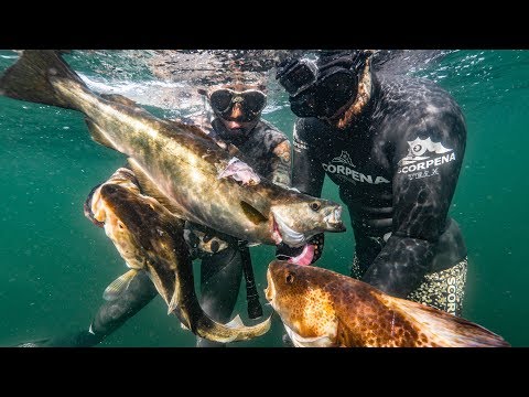 Wreck spearfishing in Denmark - Record Pollock & Cod