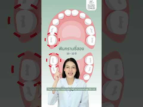 ฟันน้ำนมแต่ละซี่หลุดตอนไหน?