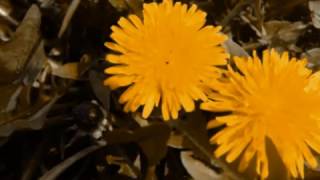 Frank Duval Living like a cry