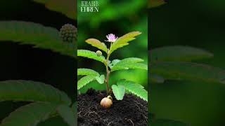 Download lagu tumbuhan tanaman putri malu sampai berbunga mp3 Download lagu tumbuhan tanaman putri malu sampai berbunga mp3