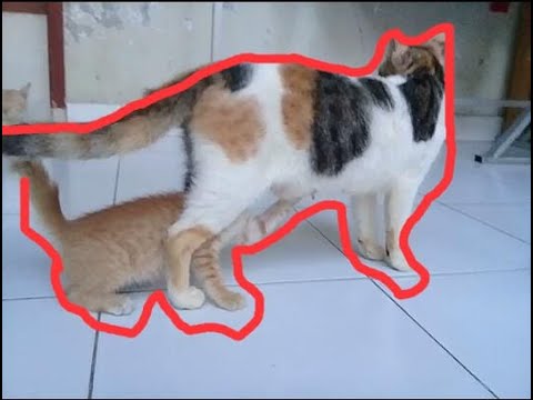 Stray kitten want to drink milk from another mother cat