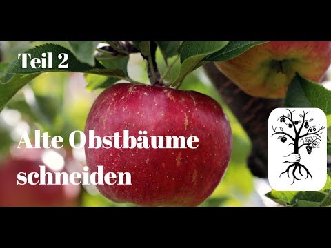 Alte Obstbäume schneiden - starkes und steiles Wachstum - Baumschnitt für Halbstamm und Hochstamm