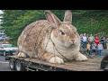 20 Largest Animals Ever Caught on Camera! DEFAULT Thumbnail