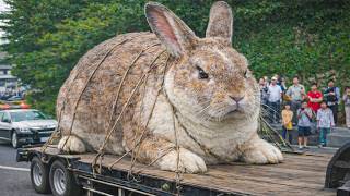 20 Largest Animals Ever Caught on Camera! MQDEFAULT Thumbnail