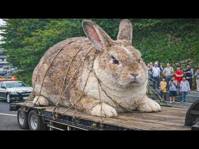 20 Largest Animals Ever Caught on Camera! SDDEFAULT Thumbnail