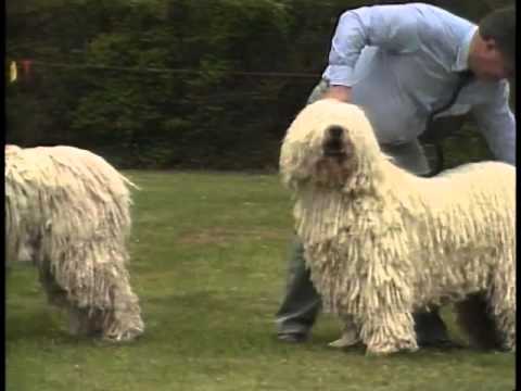 Komondor breed video