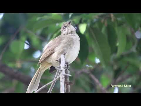 Bulbul žltkastobruchý (Pycnonotus conradi) — spev a hlas v prírode