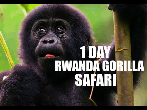 1 DAY REMARKABLE MOUNTAIN GORILLA TREKKING IN RWANDA- TREK GORILLAS IN VOLCANOES NATIONAL PARK