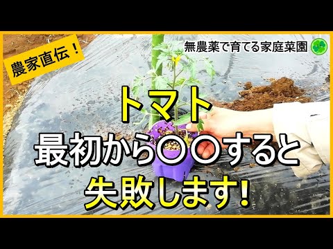 イラクサとトマトの植え付け: イラクサの葉を植え穴に入れるのはなぜですか?  庭園
