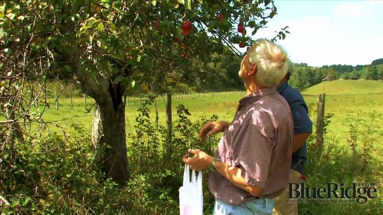 The Apple Hunter