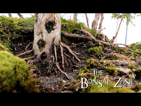 A Spring Clean Up of My Avatar Grove, Part 2, The Bonsai Zone, Mar 2020