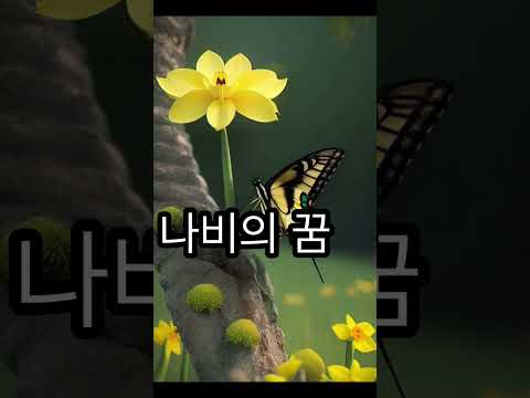 나비의 꿈 (호접몽)