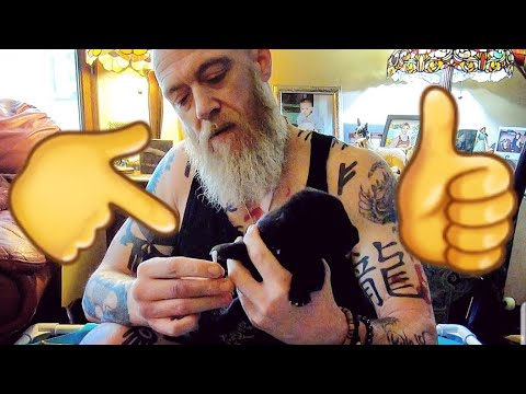 download lagu mp3 mp4 Super Dog Program, download lagu Super Dog Program gratis, unduh video klip Super Dog Program