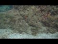 Amazing octopus camoflage