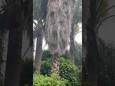 Video de YouTube - Casa en Venta de 4 dormitorios con Jardín y Patio en Carrasco, Montevideo