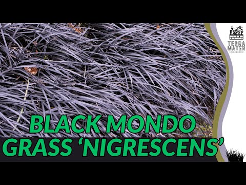 Black Mondo Grass ‘Nigrescens’ (Ophiopogon planiscapus): Striking Black Foliage 4 Borders & Contrast