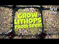 How to grow Lithops from seed: a failure-free method
